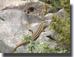 Podarcis peloponnesiacus